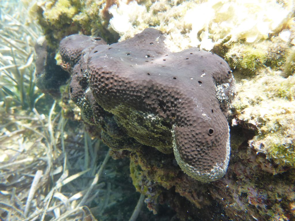 da identificare